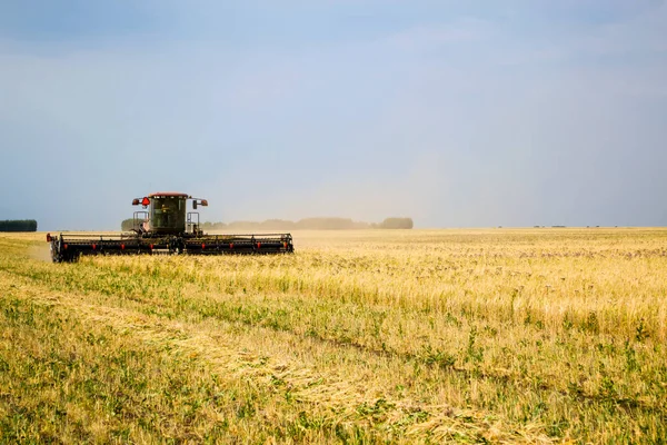 Sebuah swather memotong bidang gandum di dekat — Stok Foto