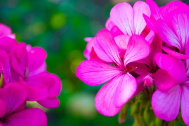 Ekran koruyucunuz ya da basılı ürünleriniz için güzel çiçekler. Alıntı için arka plan.