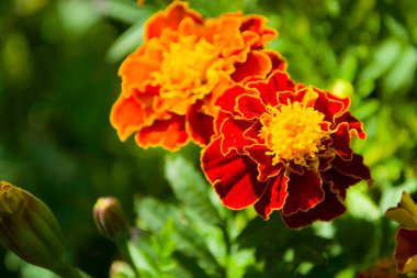 Kadife çiçeği çiçek. Kadife çiçeği çiçek çayır güneş ışığı altında. Bahçede sarı kadife çiçeği çiçek. Closeup çiçek. Sarı ve turuncu marigolds