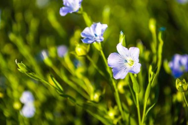 Flax çiçeklerinden oluşan parlak mavi bir çiçek ve onun karmaşık arka planda filizlenmesi. Dekoratif keten çiçekleri. Flax teknik kültürünün tarımsal alanı aktif çiçeklenme aşamasında