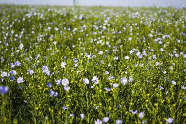 Flax alanı. Flax yazın çiçek açar. Çamaşır endüstrisi. Geniş bir keten tarlası. Mavi çiçekler. Küçük mavi çiçekler