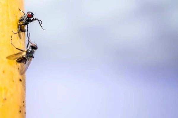 Die Fliege Wird Auf Das Klebeband Geklebt Insektenschutz Hochwertiges Foto — Stockfoto