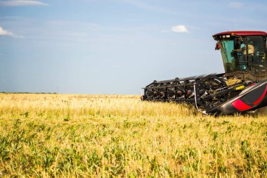 Traktör saman için buğday keser, GDO olmayan inekler için beslenir..