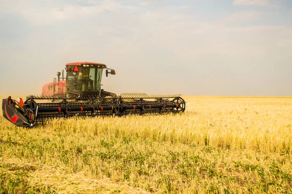 Traktor memotong gandum untuk jerami, memberi makan sapi non-GMO. — Stok Foto