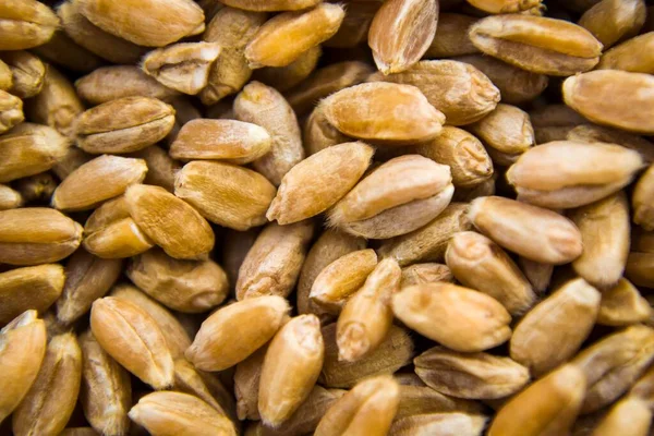 Photographed close-up of ripe wheat after harvest — Stock Photo, Image