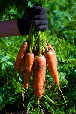 Çiftçi bahçede sulu bir havuç çıkardı. Organik tarım ürünleri. Yüksek kalite fotoğraf