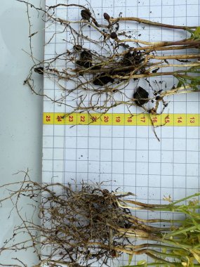 Çeşitli bitkilerin kök yapılarını analiz etme süreci ayrıntılı bir ölçüm ızgarası boyunca gösterildi.