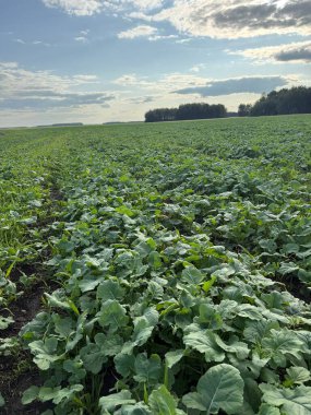 Büyüyen yeşil bir tarla canlı mavi gökyüzünün altında uzanır ve tarımın güzelliğini gösterir.