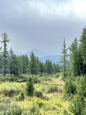 Bataklık ve uzak tepeler içeren sakin manzara, sisli ve dağınık uzun ağaçlı huzurlu doğal çevre