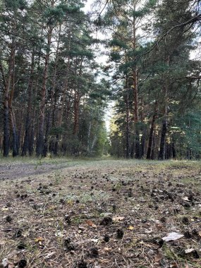 Sakin orman yürüyüşü, sessiz orman yolu yüksek çam ağaçlarıyla çevrili ve dikişli koniler altında