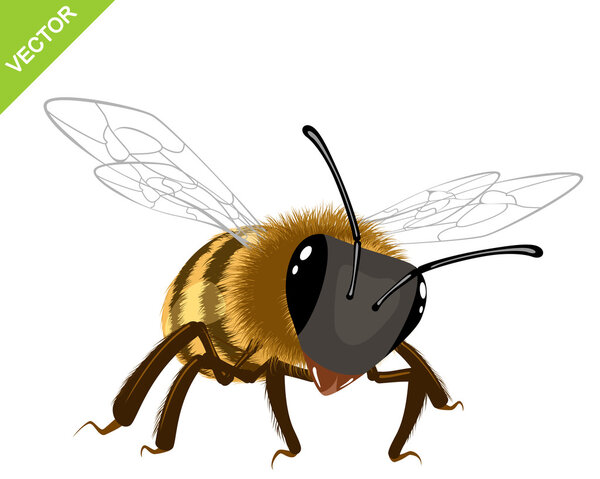 пчела на белом фоне