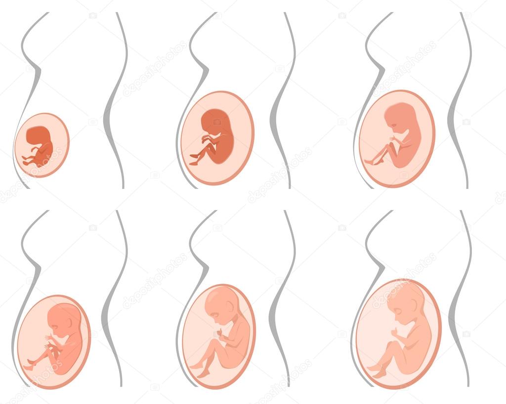 Six pregnancy stages
