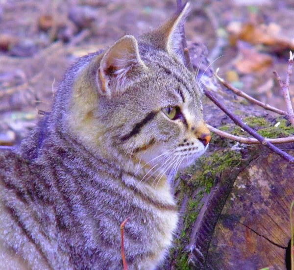 Wild Grey Cat Profile — Stock Photo, Image