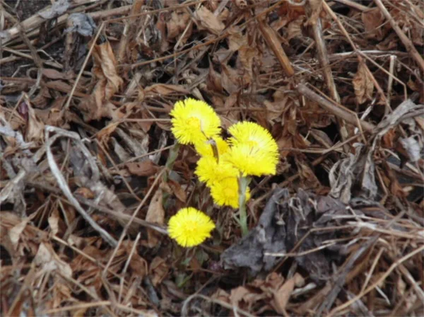 Die Ersten Frühlingsblumen — Stockfoto