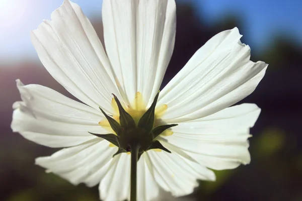 Kosmeya bílé květy na záhon barevné letní světlé pozadí — Stock fotografie