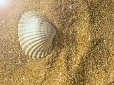 Arka planda kum olan deniz kabukları