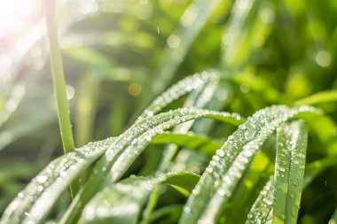 Yeşil çimenlerin üzerindeki çiy damlaları
