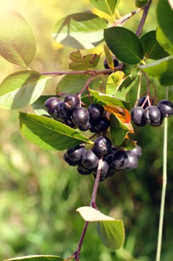 Olgun meyveler chokeberry - Aronia melanocarpa-portre, çilek de odak Şubesi