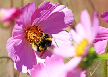 Bahar tekli papatya çiçeği ve arı