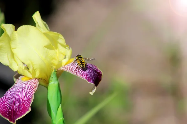 Flor de íris amarela com uma abelha na pétala — Fotografia de Stock