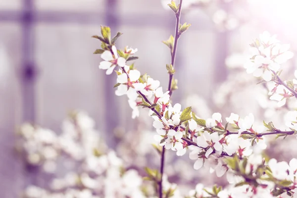 Våren Körsbärsblommor, rosa blommor. — Stockfoto