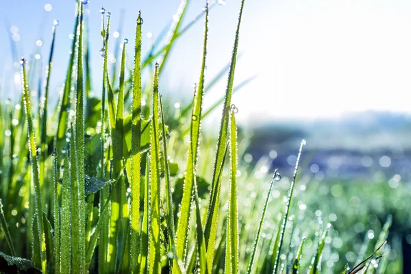 太陽の光や背景に多重空でばねの草 — ストック写真