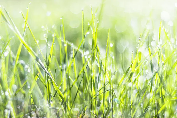 美しいボケ味と太陽の下で草します。 — ストック写真