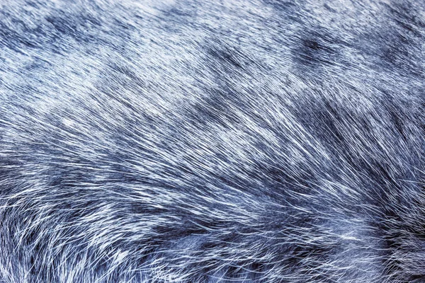 I capelli di struttura di un gatto grigio — Foto Stock