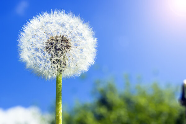 Белый одуванчик вблизи голубого неба