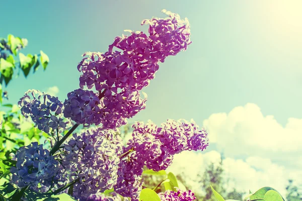 Lilases floridos. Jardim floração lilás na primavera . — Fotografia de Stock