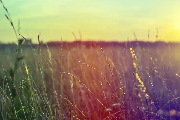 Gras bij zonsondergang met retro vintage filter — Stockfoto