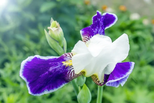 Gele spider gevangen een honingbij op iris — Stockfoto