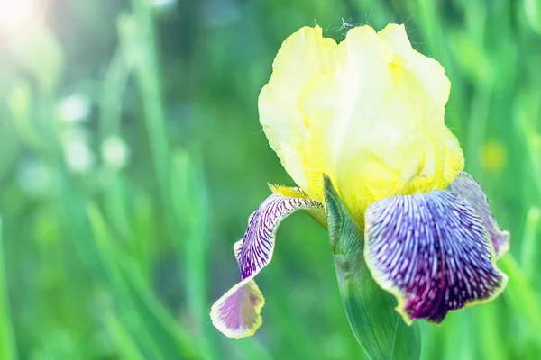 Gele iris bloem met een bee op het bloemblad — Stockfoto