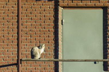 tuğla duvar ve kedi--dan belgili tanımlık çatlamak kapının altından seyir