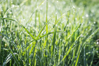 Güneşin güzel bokeh ile çimen