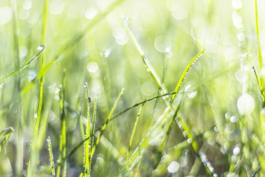 Güneşin güzel bokeh ile çimen