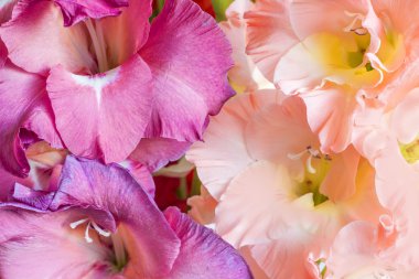 Glayöl çiçek arka plan.