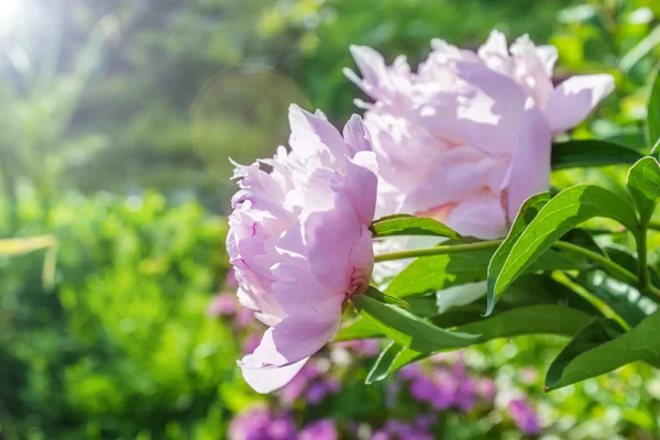 Buquê de peônias rosa frescas no jardim — Fotografia de Stock