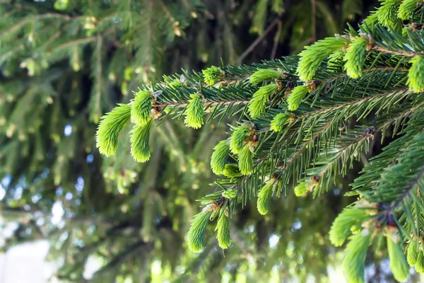 Fiatal ágai élő fák. Részlet friss fenyő ága erdő — Stock Fotó
