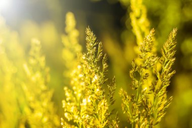 Altın ışık - doğa Web sitesi banner ile şafak çimen