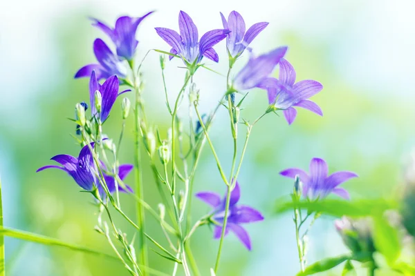 Bluebell bloemen in voorjaar bos - closeup — Stockfoto