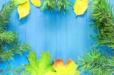 Sonbaharda akçaağaç yaprakları, iğneler, çam, koniler, mavi bir arka plan üzerinde sarı