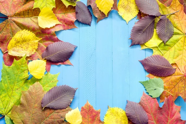 Σφενδάμνου φθινόπωρο φύλλα, βελόνες, πεύκο, κώνους, κίτρινο σε μπλε φόντο — Φωτογραφία Αρχείου