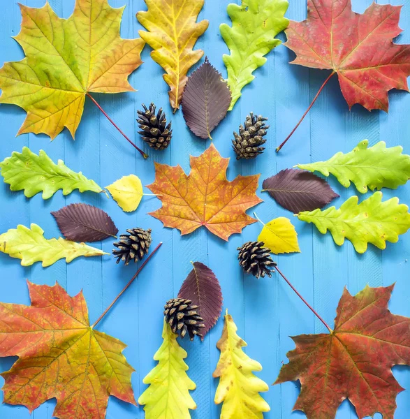 Podzimní javorové listy, jehly, borovice, kužely, žlutá na modrém pozadí — Stock fotografie