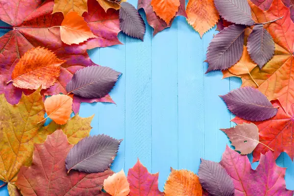 Podzimní červené listí na modrém pozadí dřevěná — Stock fotografie