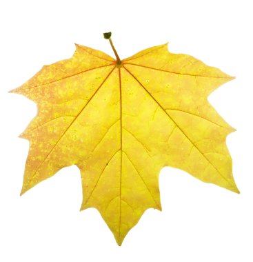 Sonbahar akçaağaç yaprağı beyaz arkaplanda izole edildi