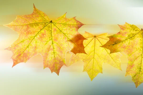 Flying autumn leaves in the background — Stock Photo, Image