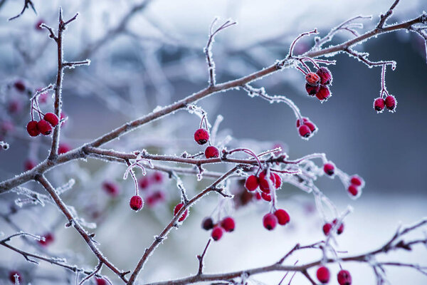 Red viburnum berries in the snow hang on a tree