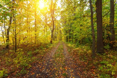Sonbahar orman ağaçları. doğa yeşil ahşap güneş ışığı arka planı.