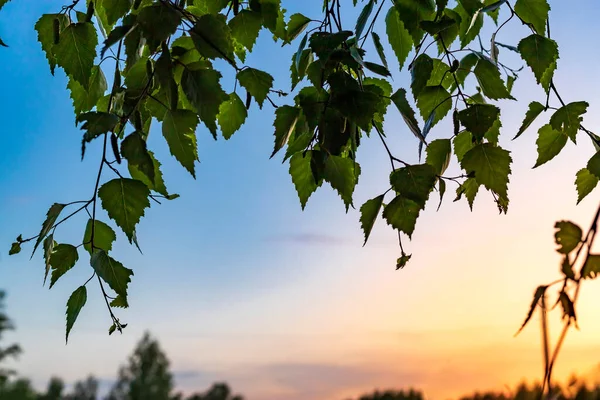 Березовые Листья Закате Летний День — стоковое фото